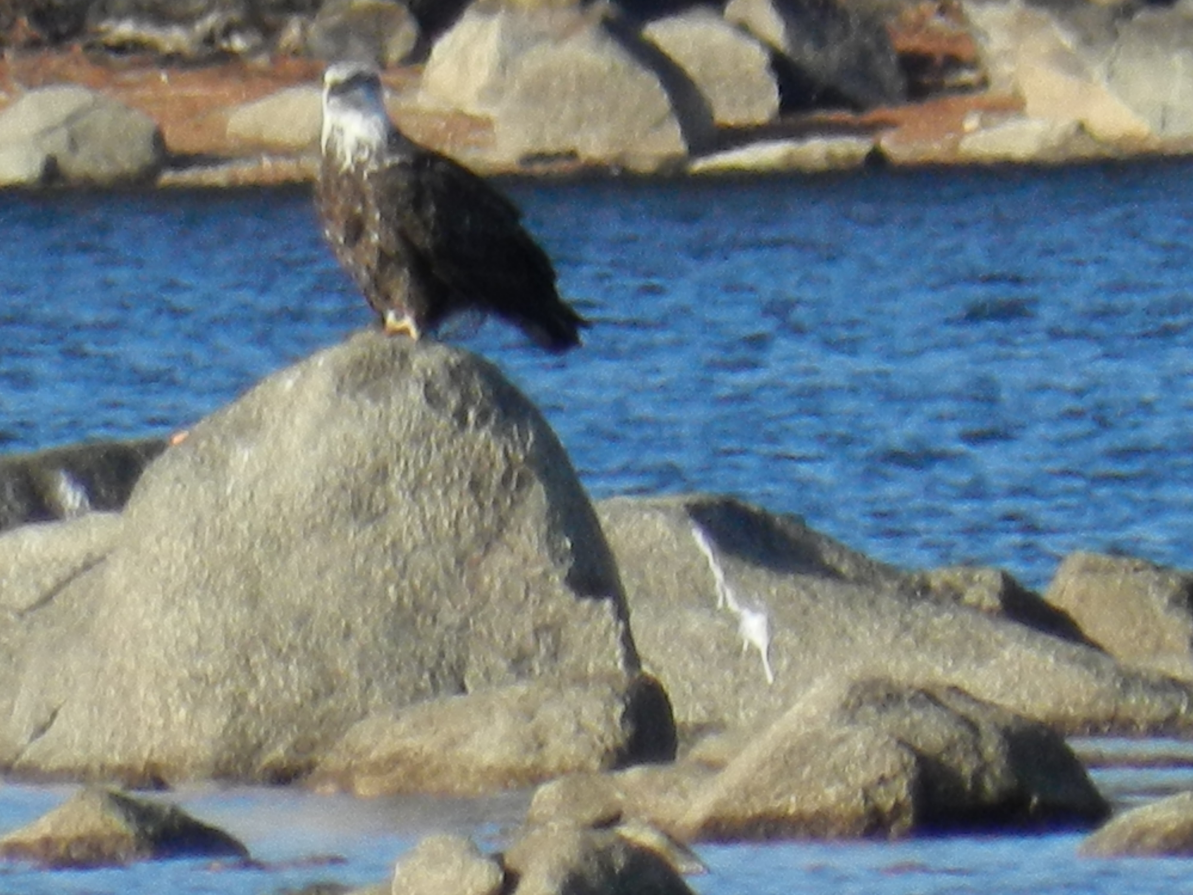 eagle