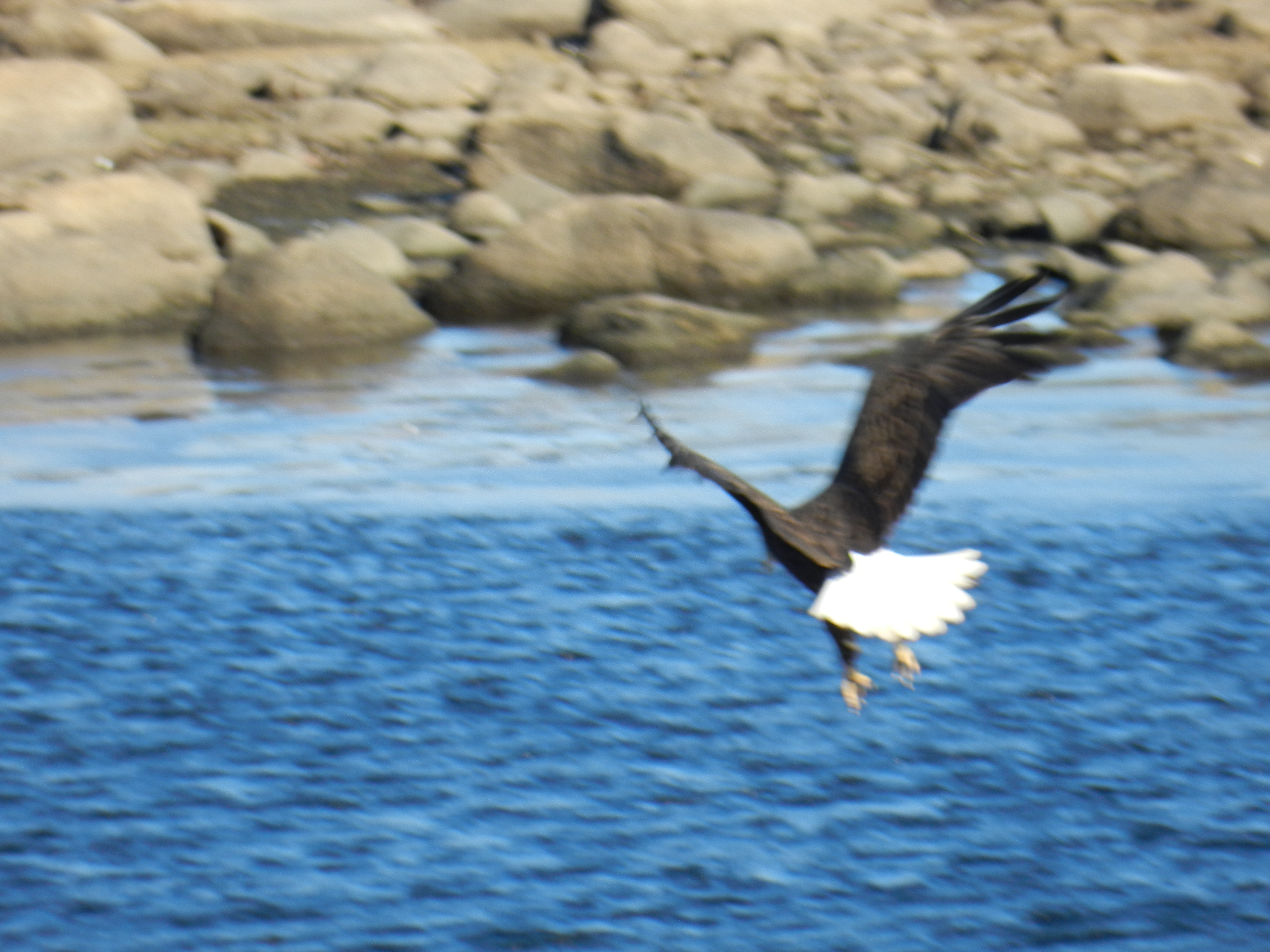 eagle 1