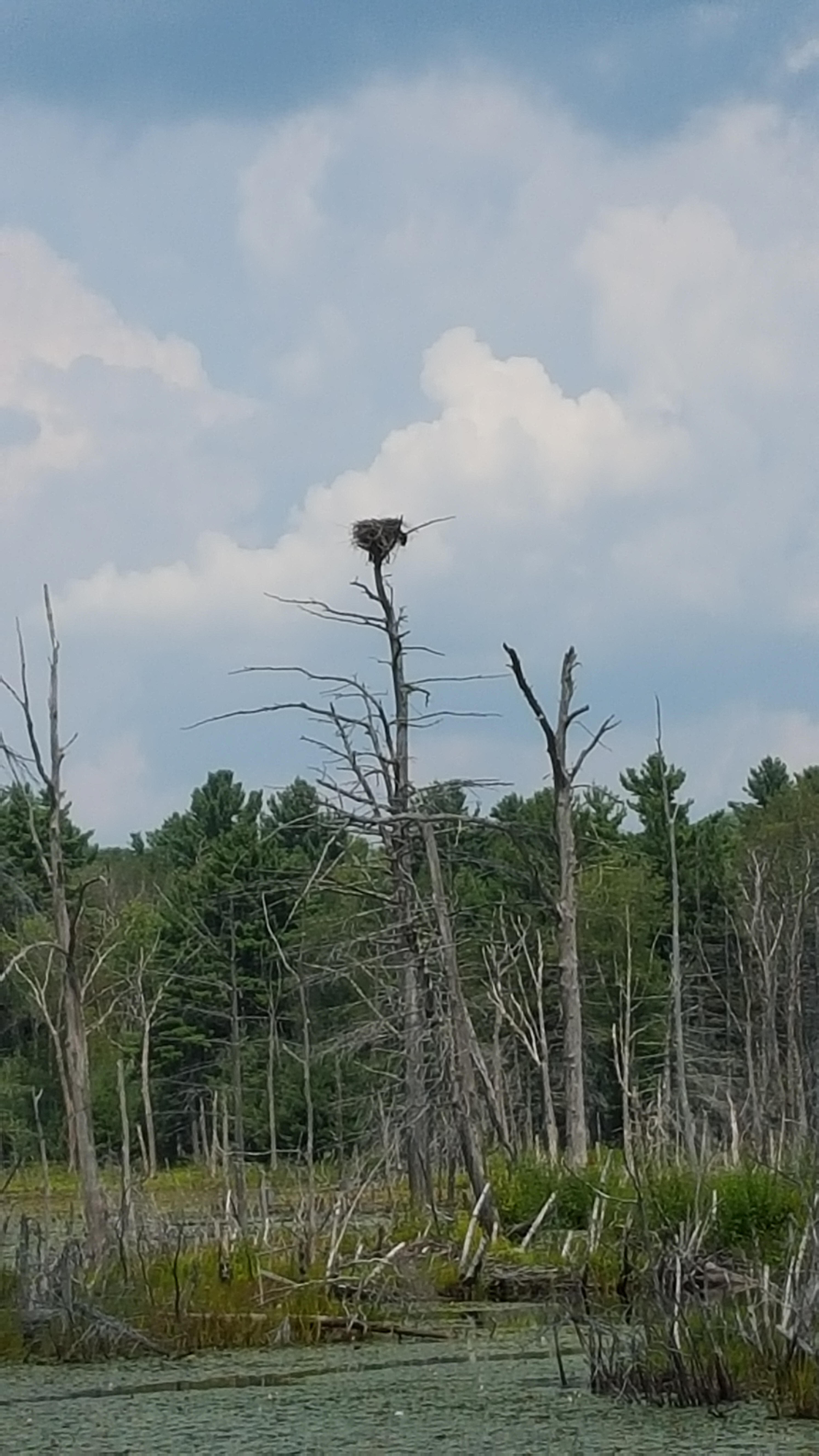 bird sanctuary
