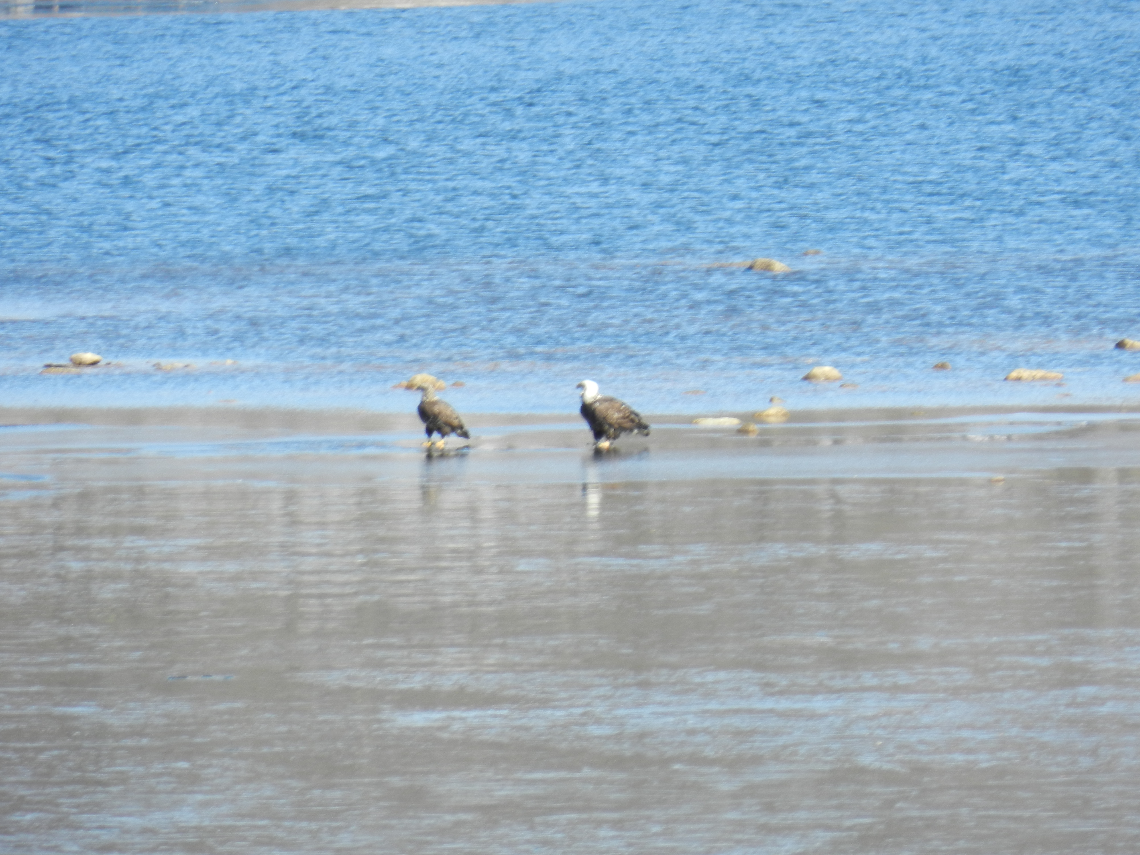 eagle 3