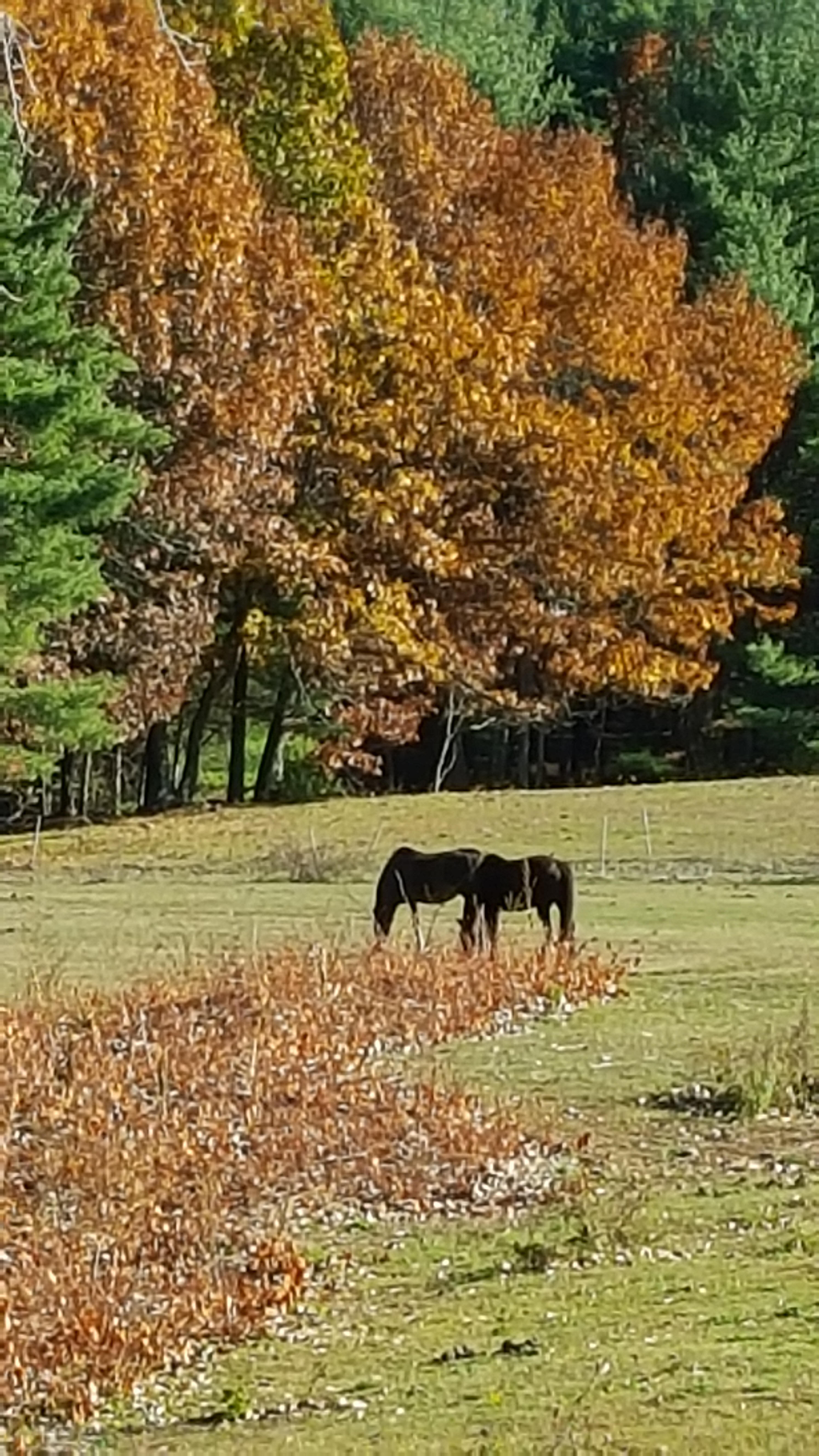 horses