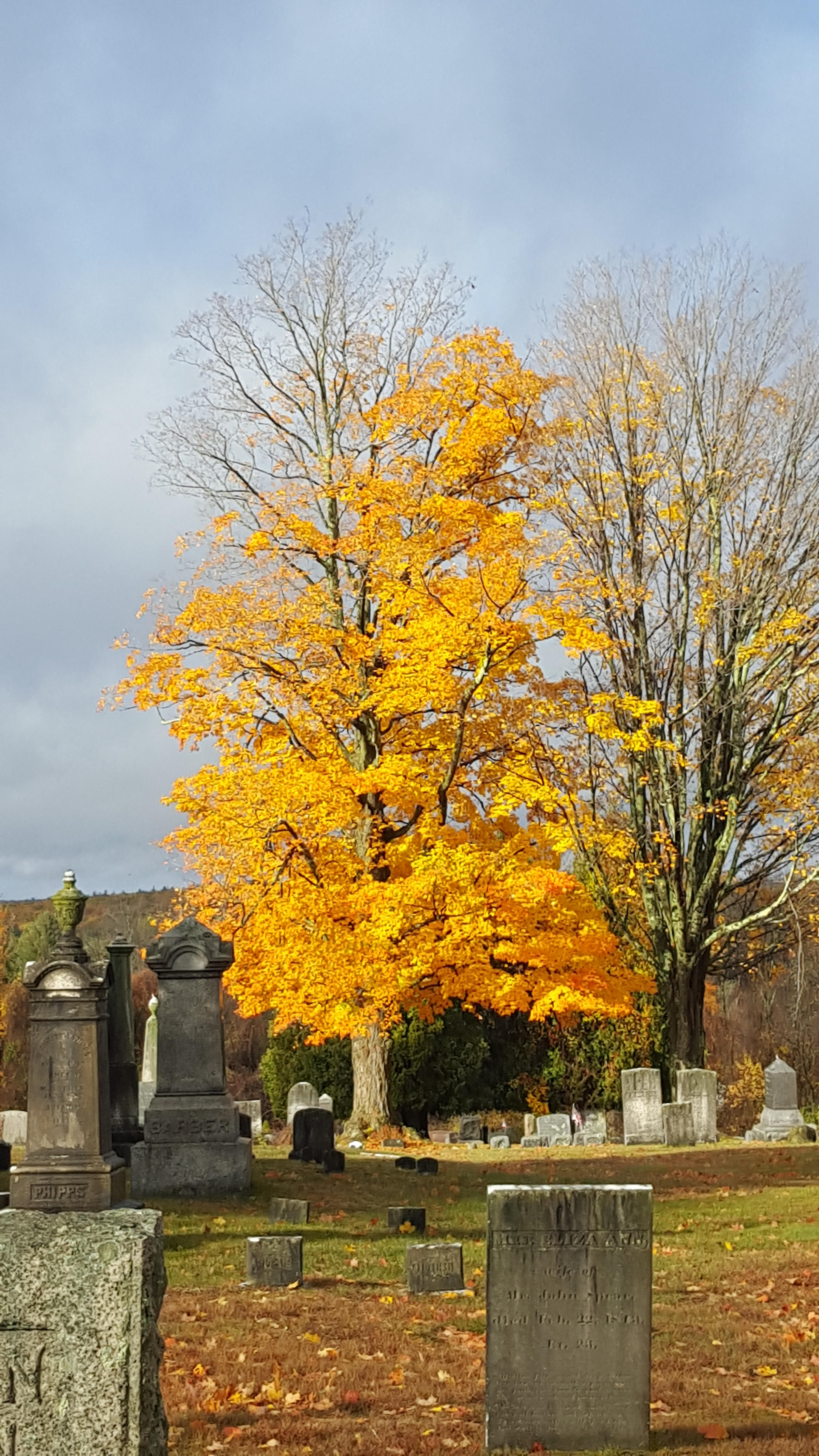 mt auburn