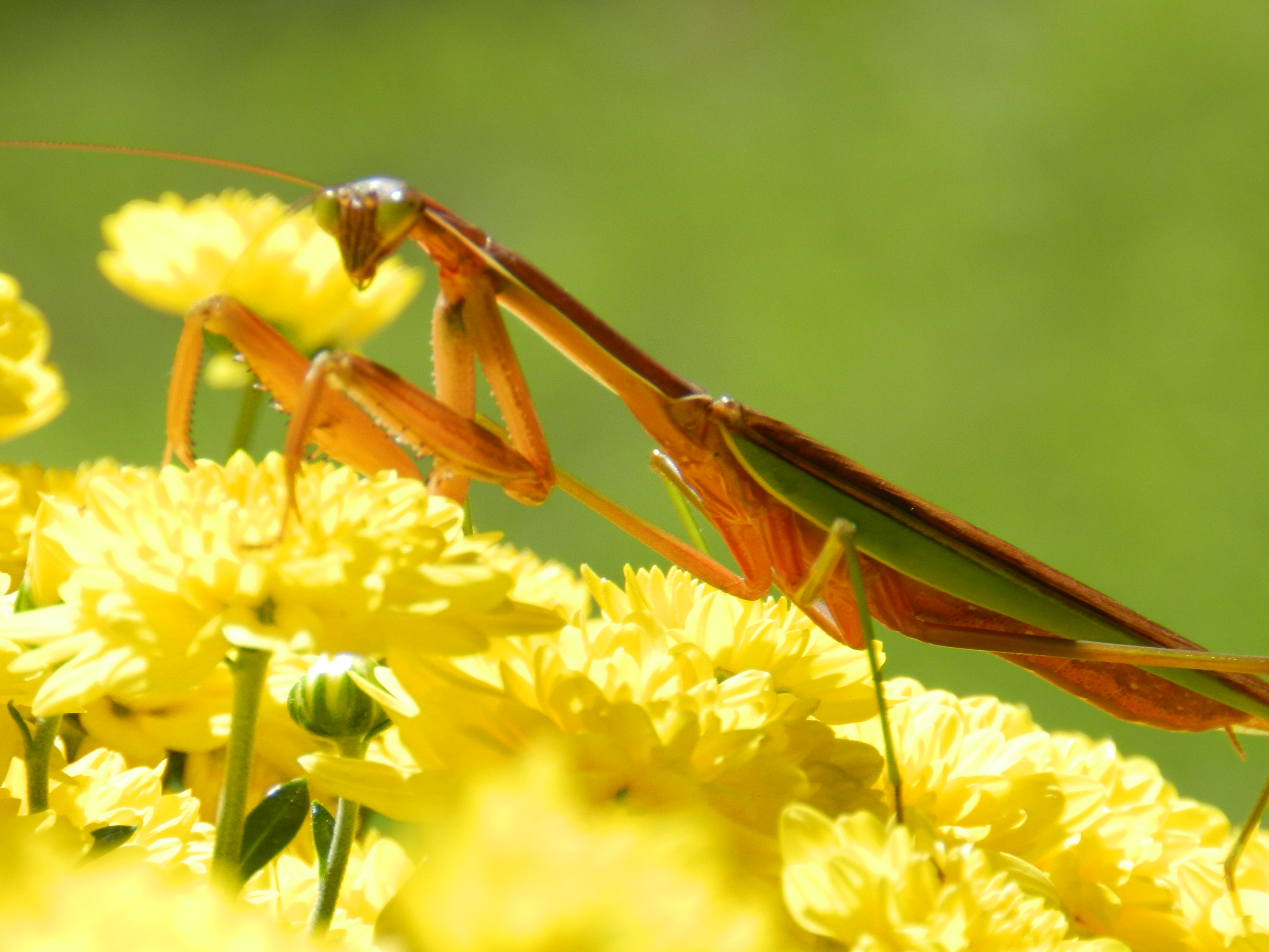 mantis