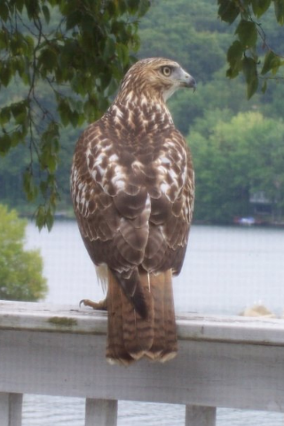 hawk