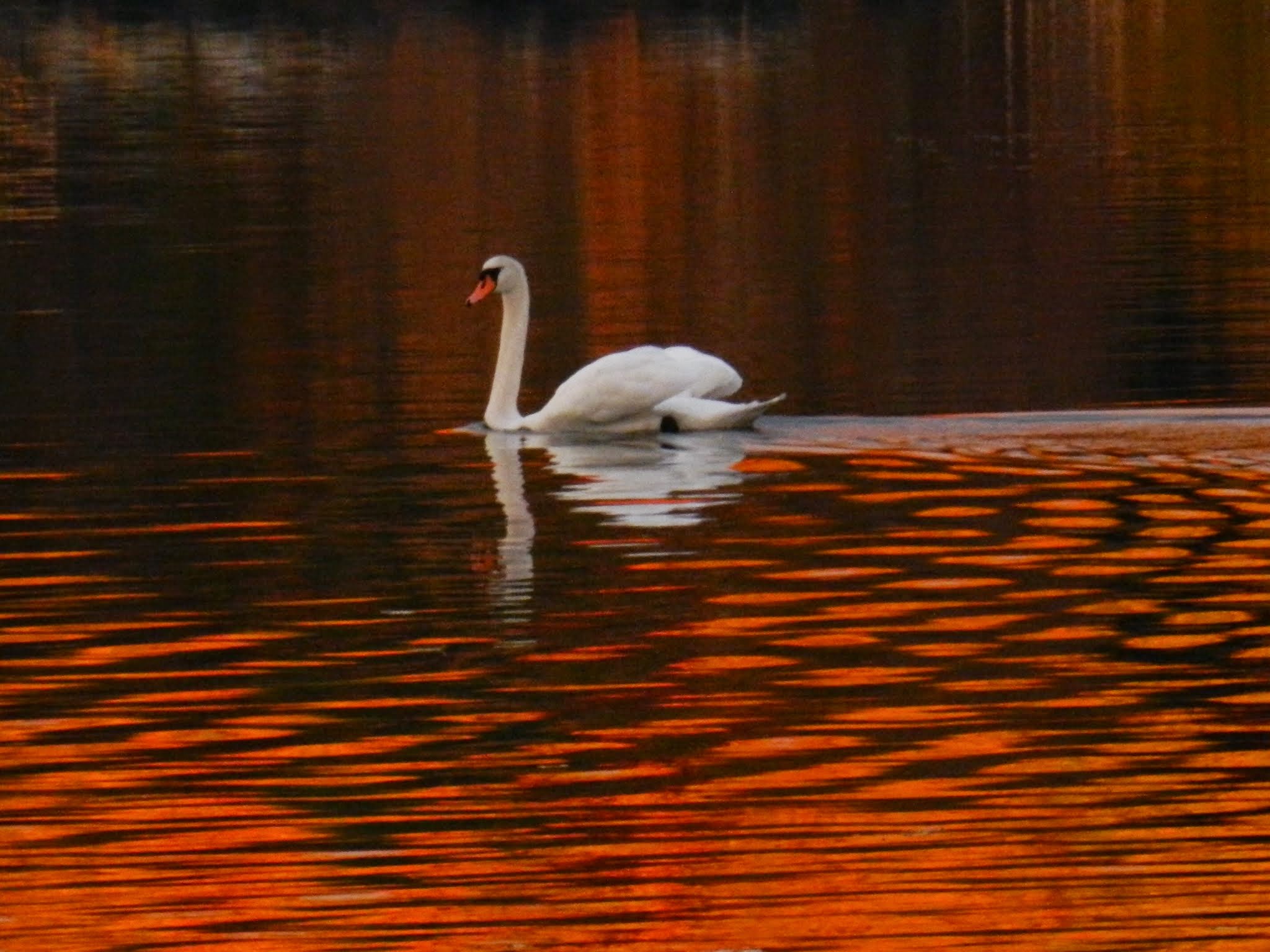 swan