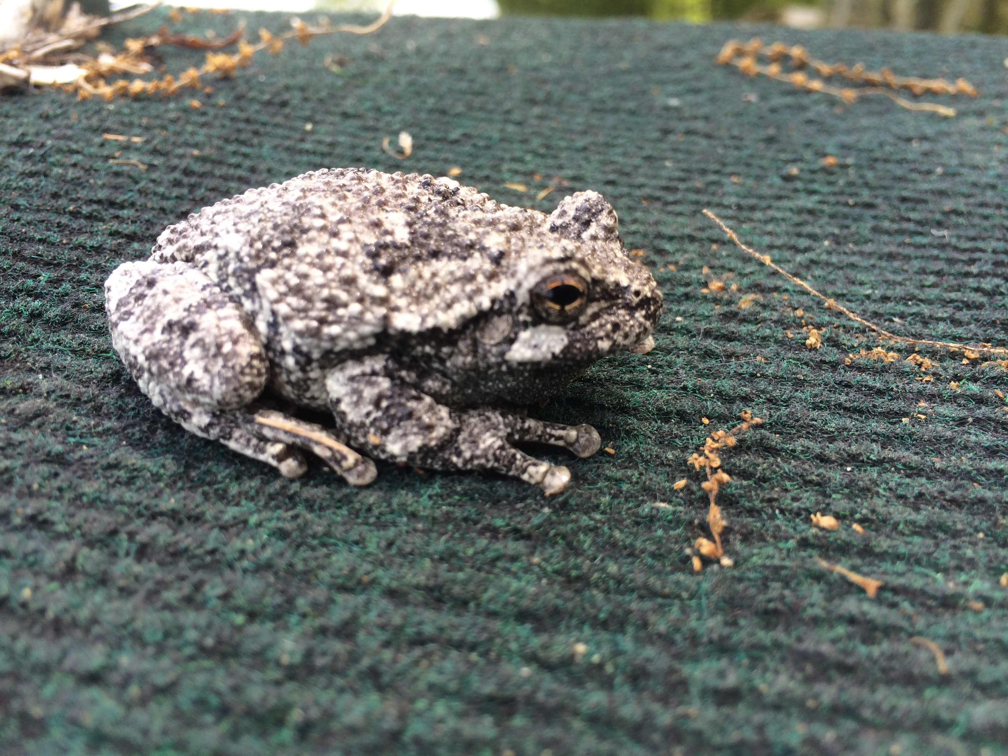 tree frog
