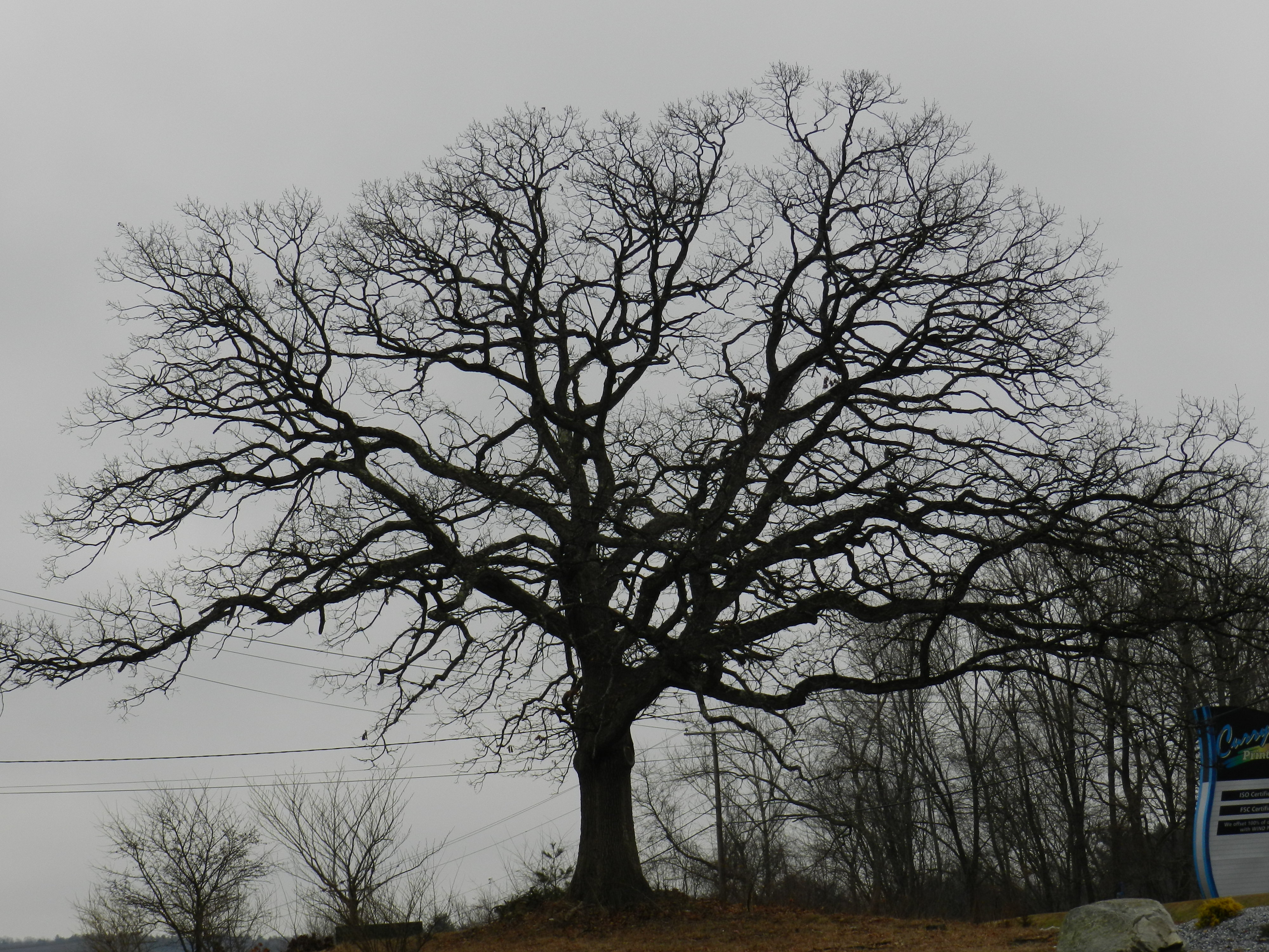 tree