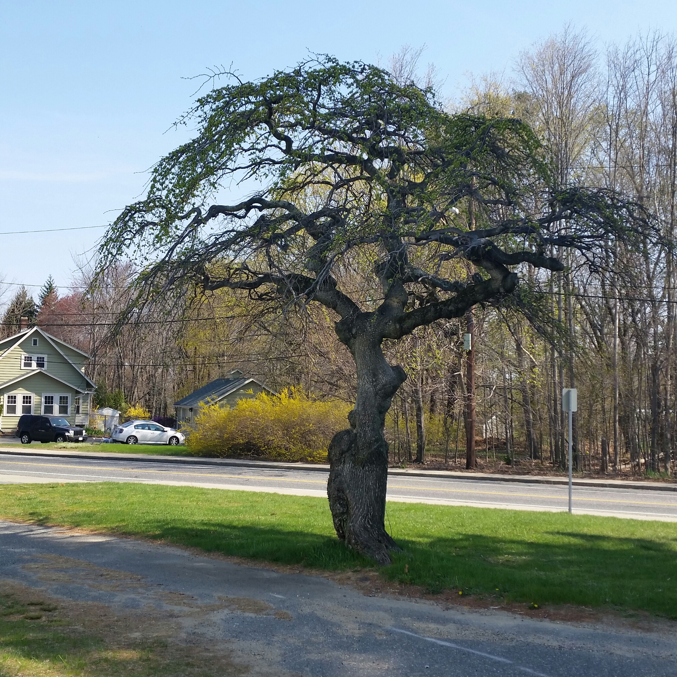 umbrella tree